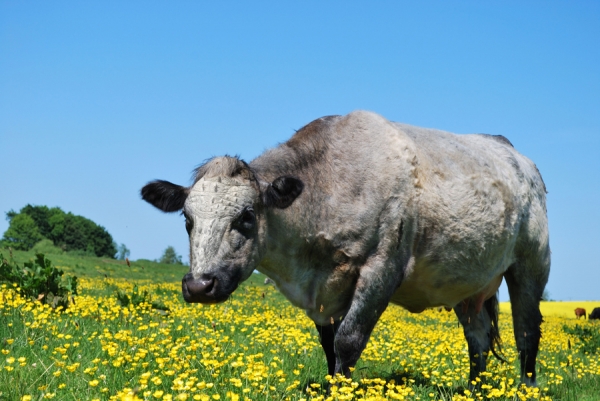 Creation of Tough Cows: Step 1